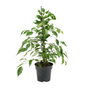 Ficus Benjamina Danita - Ø17cm - ↕70cm