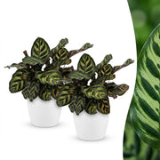 Calathea Makoyana - Pauwenplant - 2x - met Potter Wit - Pot 12cm - Hoogte - 25cm