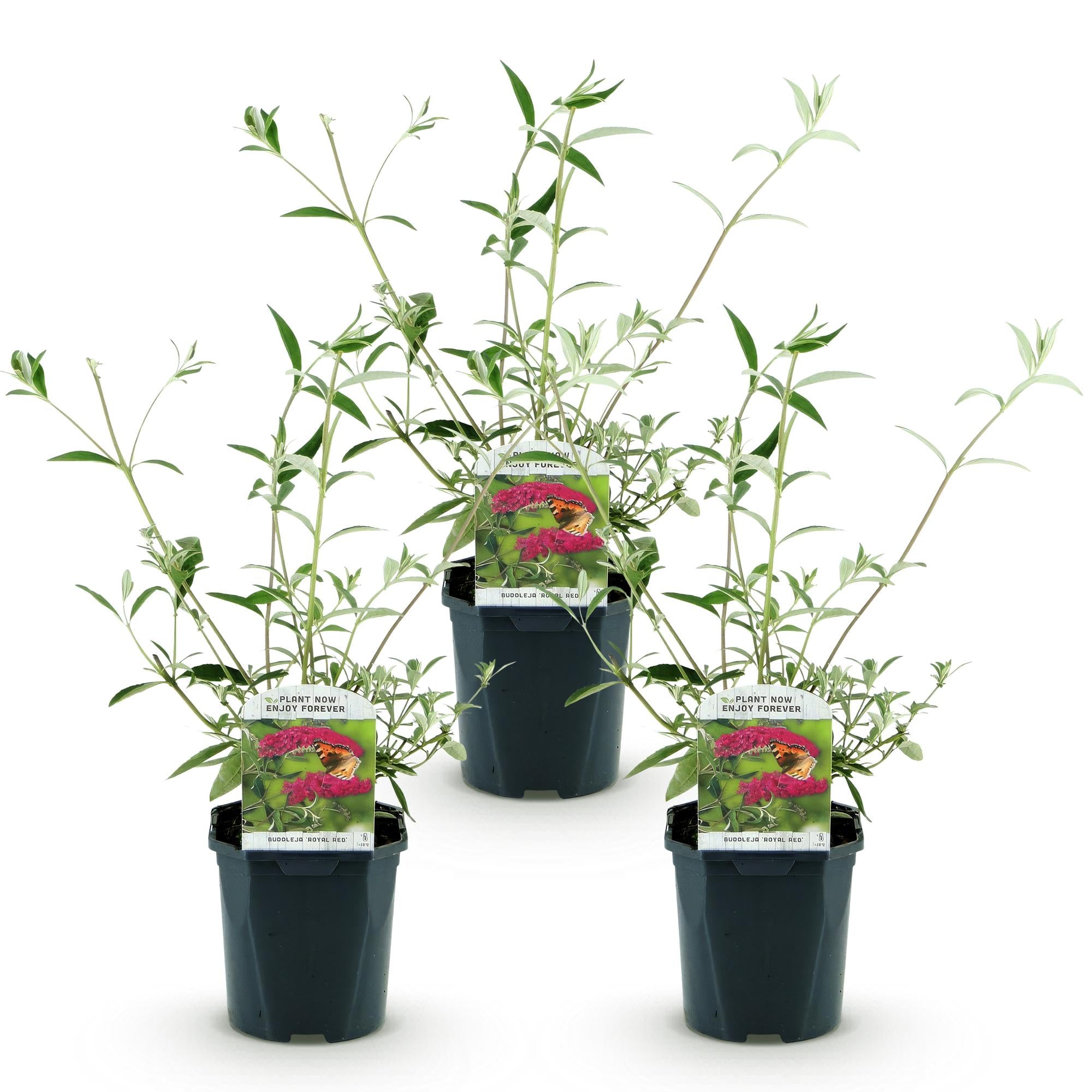 Buddleja davidii Royal Red - Vlinderstruik - Winterhard - Rood - 3 Planten - Pot 17cm - Hoogte 45cm
