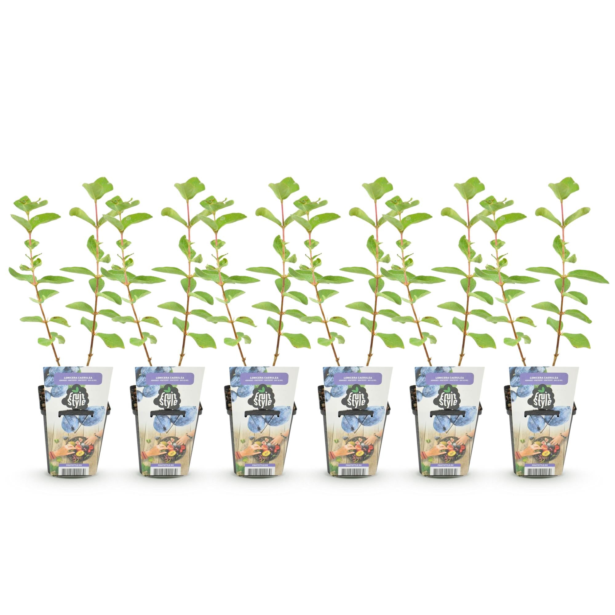 Honingbes - Lonicera caerulea Kamtschatica - Winterhard - 6 Planten - Pot 9 cm - Blauw  Bes