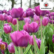 Purple Prince -tulppaanien sipulit – 20 kpl | KH Bloembollen® | Purppura-violetti tulppaani – Voimakas ja kuninkaallinen – Puutarhaan tai ruukkuun – Koko 11/12 – Tuoreena viljelijältä
