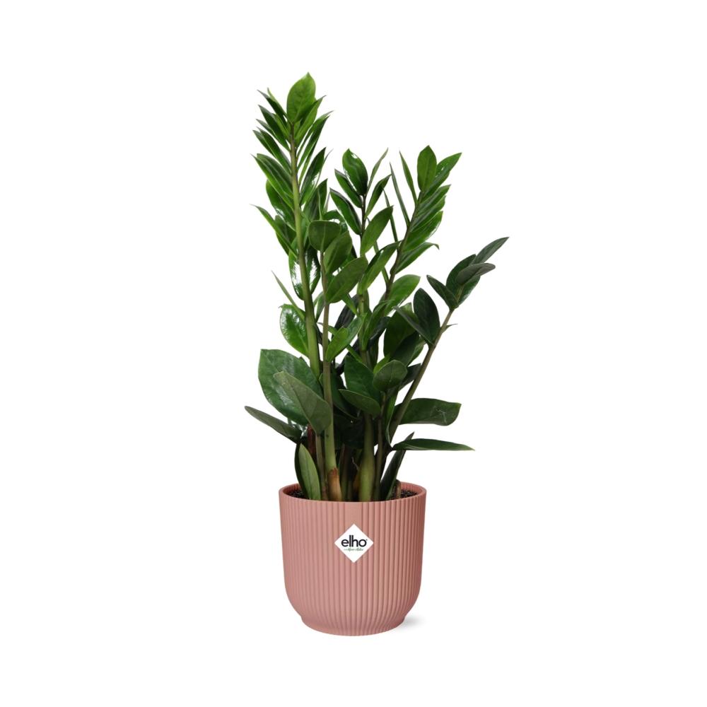 Zamioculcas – Höhe 45-50 in ELHO Vibes Falt 14cm rosa