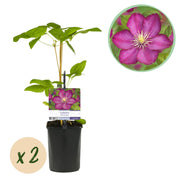 Green boutiQ – Kletterpflanze – Clematis Ville de Lyon – Rosa Blüte – Pflegeleicht – 2 Pflanzen – Topf 11 cm, Höhe 40 cm