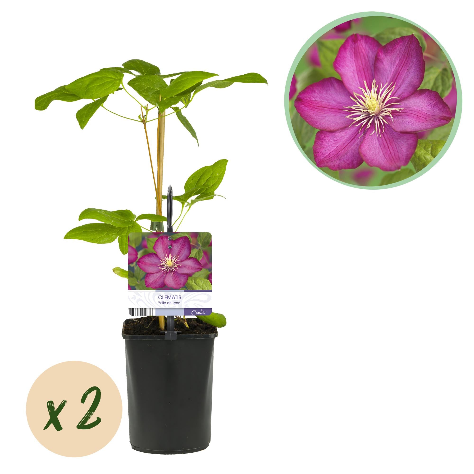 Green boutiQ – Kletterpflanze – Clematis Ville de Lyon – Rosa Blüte – Pflegeleicht – 2 Pflanzen – Topf 11 cm, Höhe 40 cm