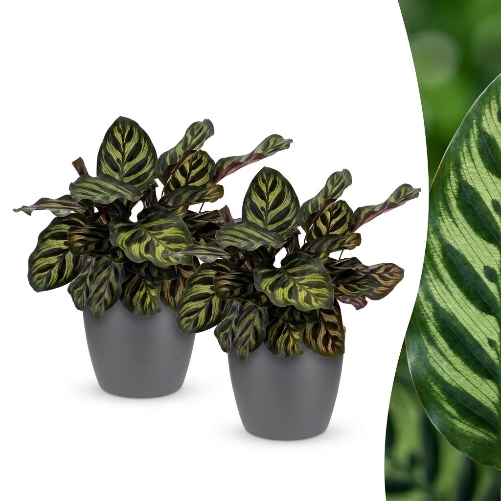 Calathea Makoyana - Pauwenplant - 2x - met Potter Grijs - Pot 12cm - Hoogte 25cm