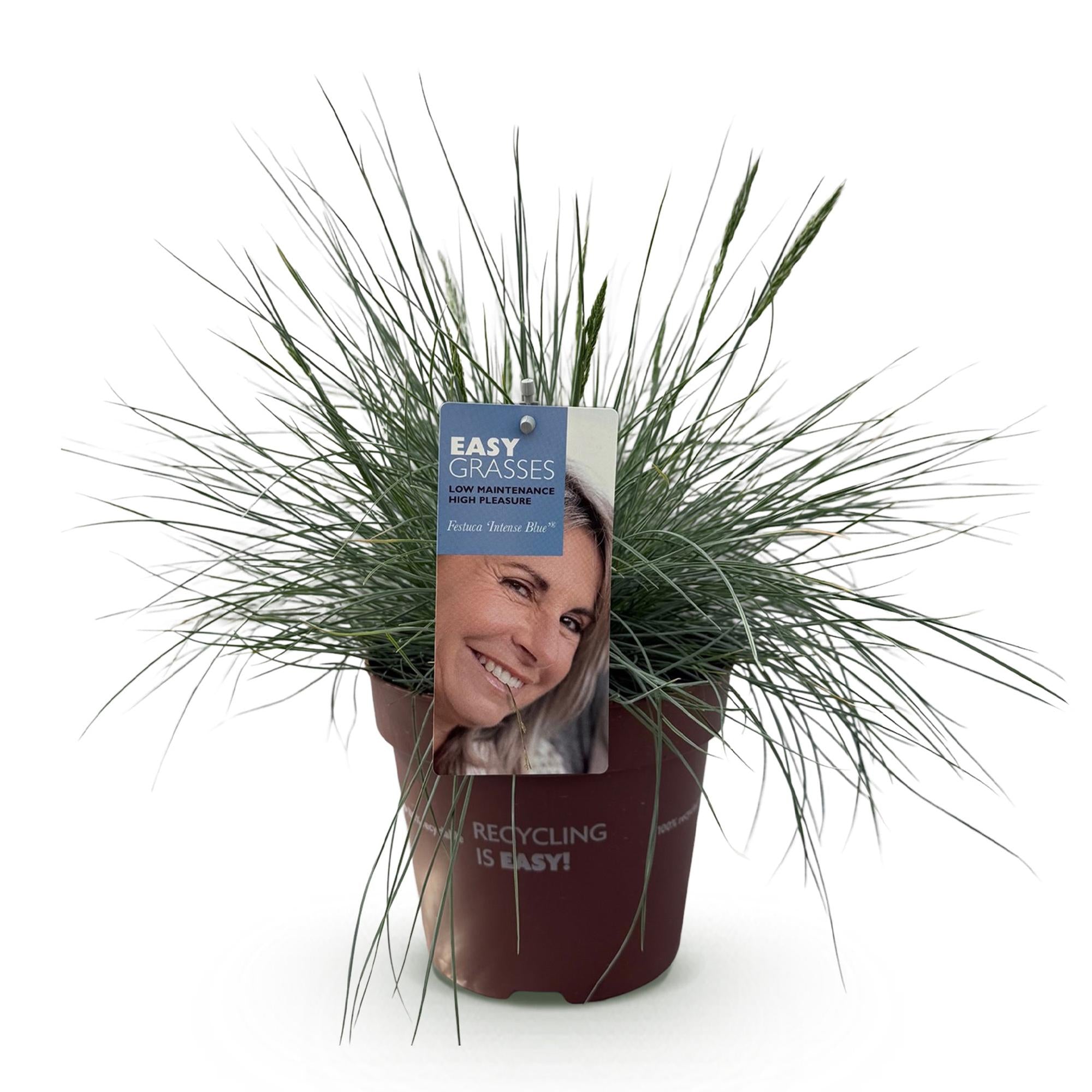 Festuca glauca Intense Blue  - Blauw - 1 Plant - Groenblijvend - Winterhard - Pot 17cm Hoogte 50cm
