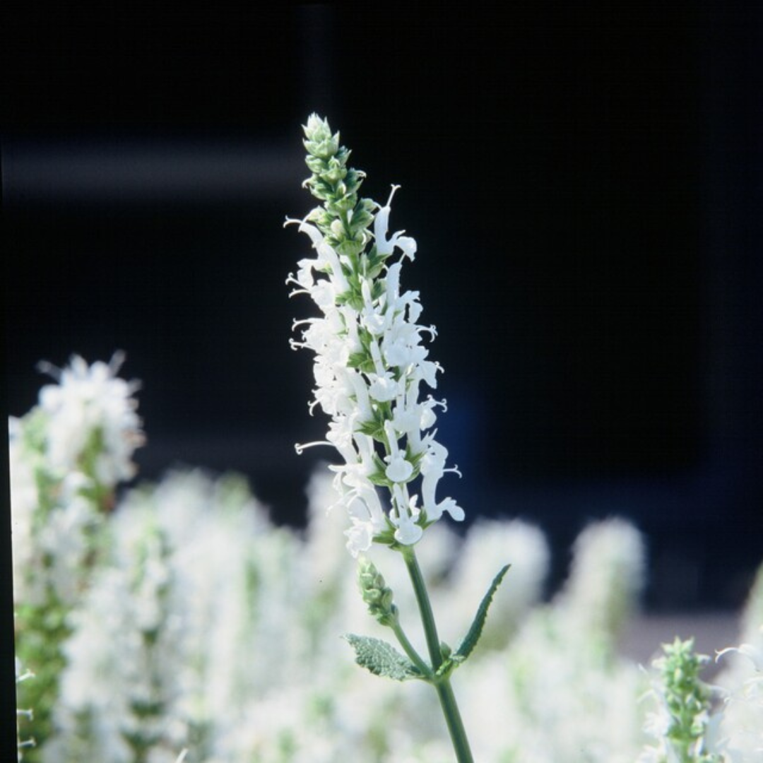 6x Salvia n. 'Schneehugel' - ↕10-25cm - Ø9cm