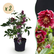 Lenten Rose - Helleborus orientalis Double Ellen Red - Rode Bloem -2 Planten - Groenblijvend - Pot 14cm Hoogte 35cm