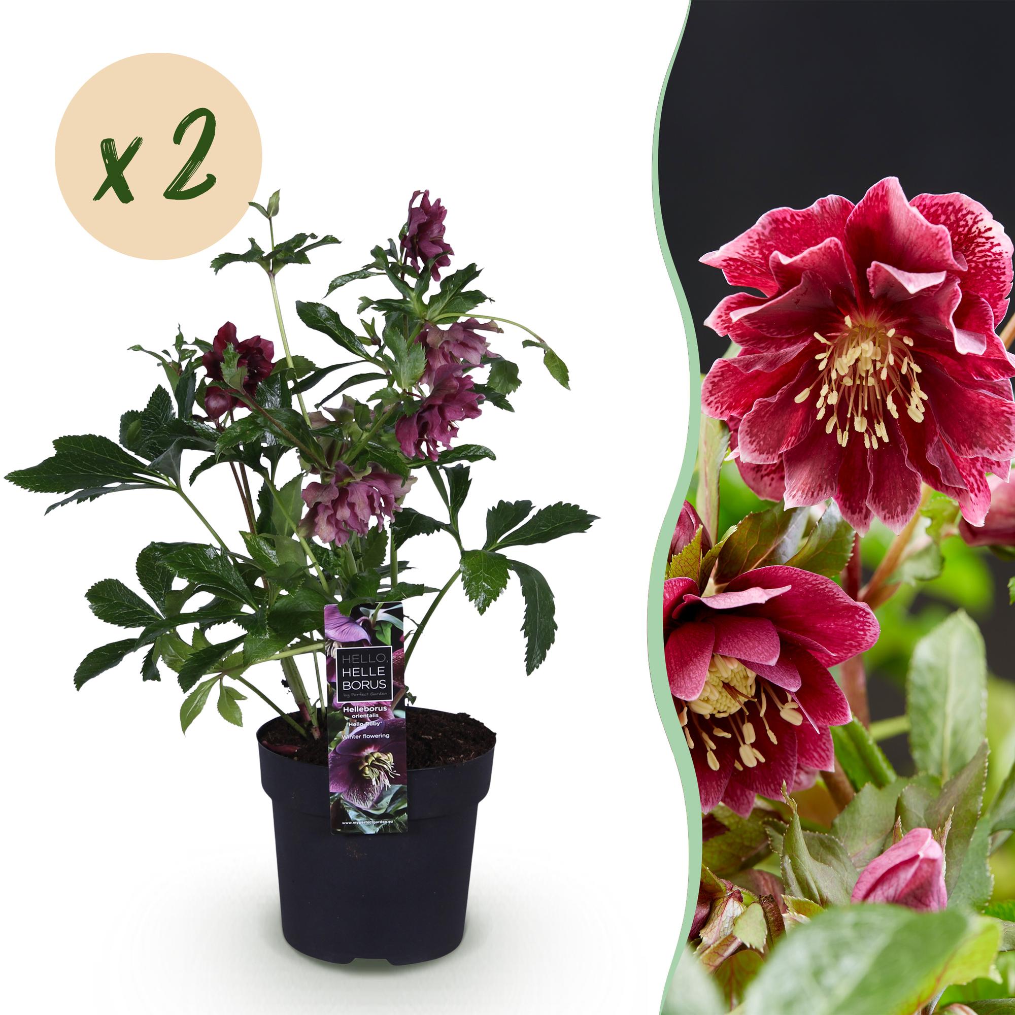 Lenten Rose - Helleborus orientalis Double Ellen Red - Rode Bloem -2 Planten - Groenblijvend - Pot 14cm Hoogte 35cm