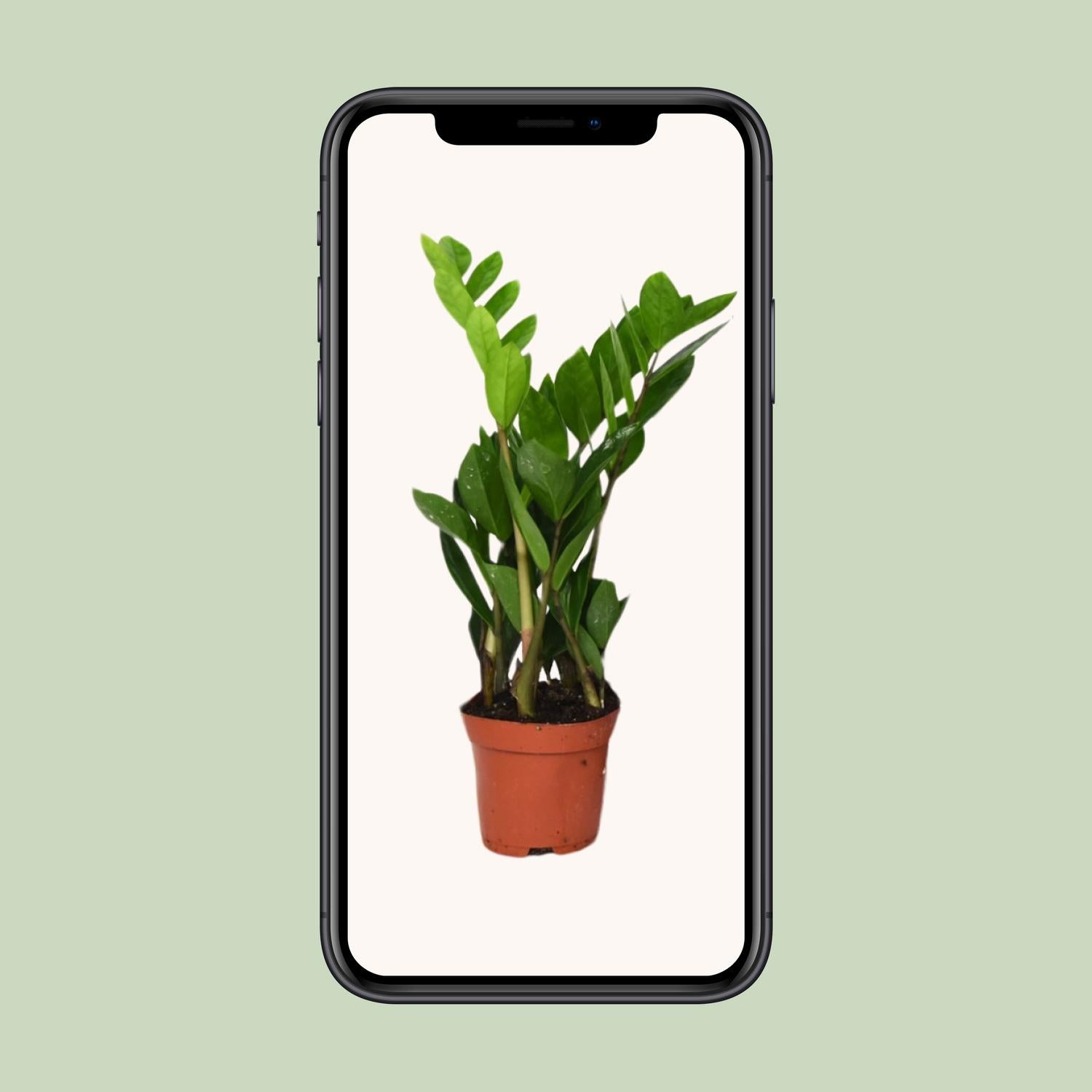Zamioculcas Zamiifolia - Ø12 cm - ↕40 cm