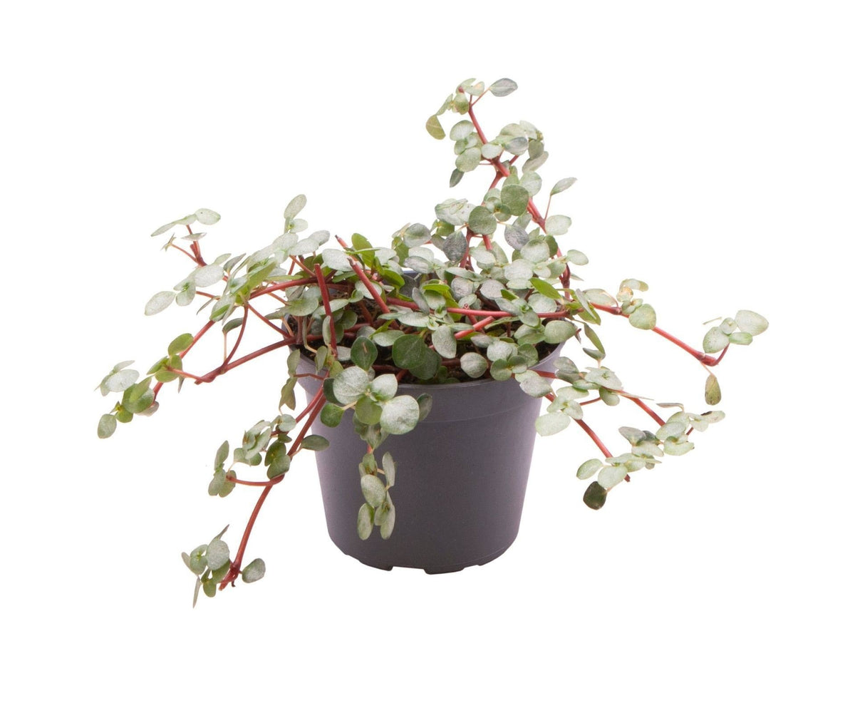 Pilea Glaucophylla Greyzy - Zilverblad Pilea - Grijs - Rood - Tropisch - Ø6cm - ↕10cm