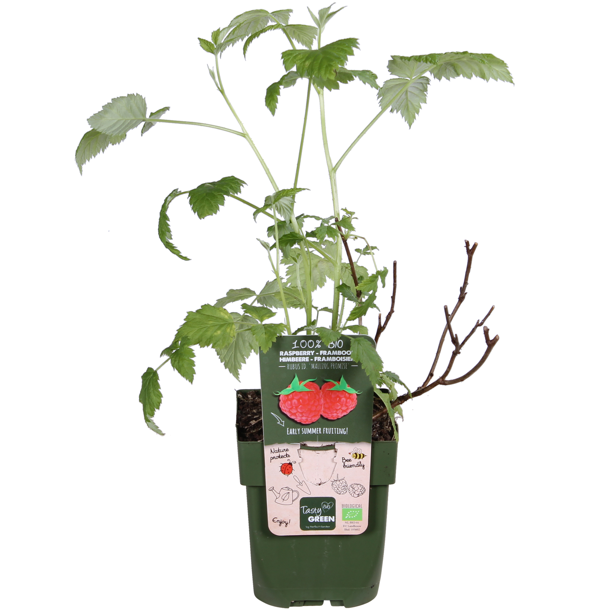 Rubus idaeus 'Malling Promise' - Raspberry - Ø13cm - ↕45cm
