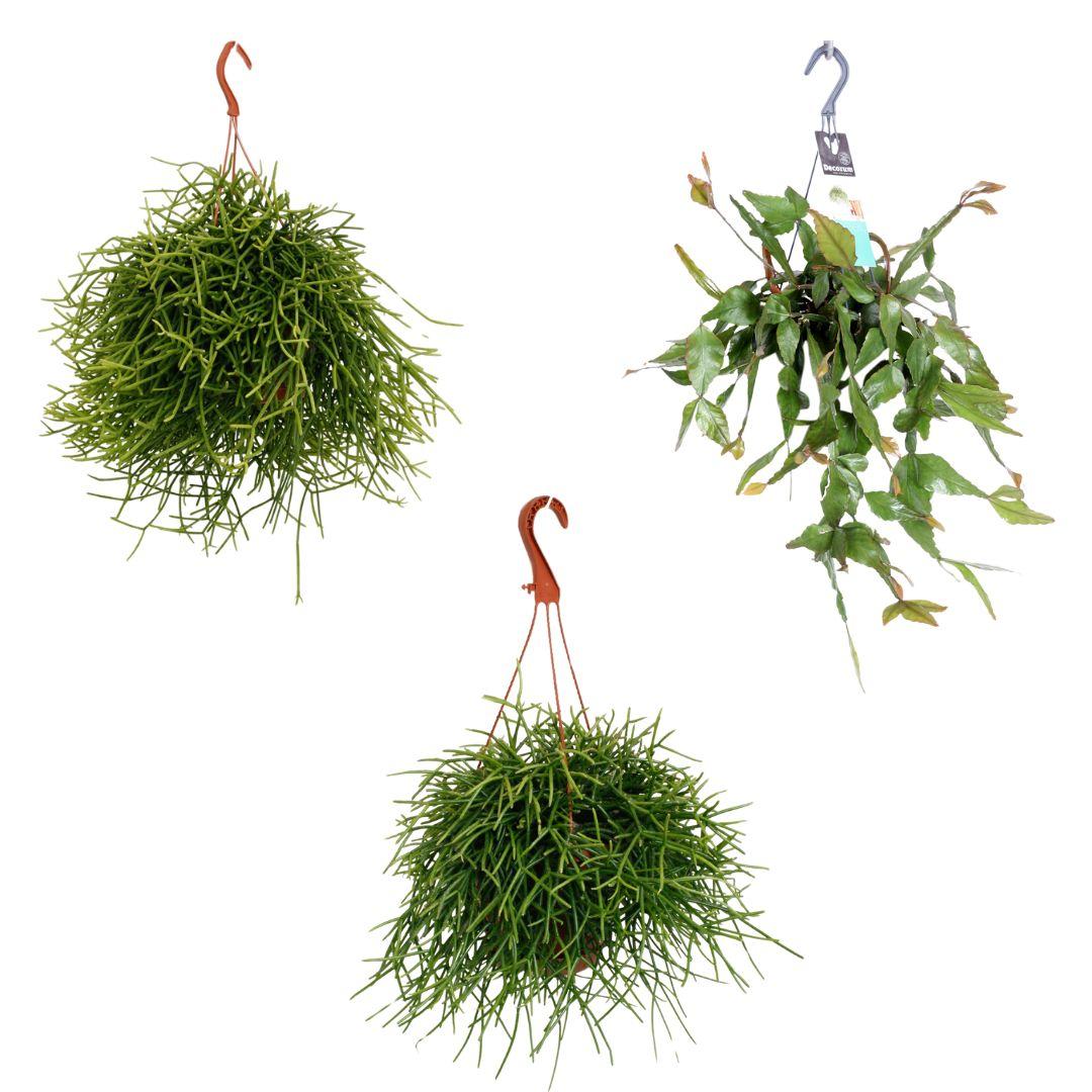 Mix di Rhipsalis pendenti - 3 pezzi - vaso 17 cm - altezza 25/45 cm