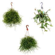 Mix di Rhipsalis pendenti - 3 pezzi - vaso 17 cm - altezza 25/45 cm