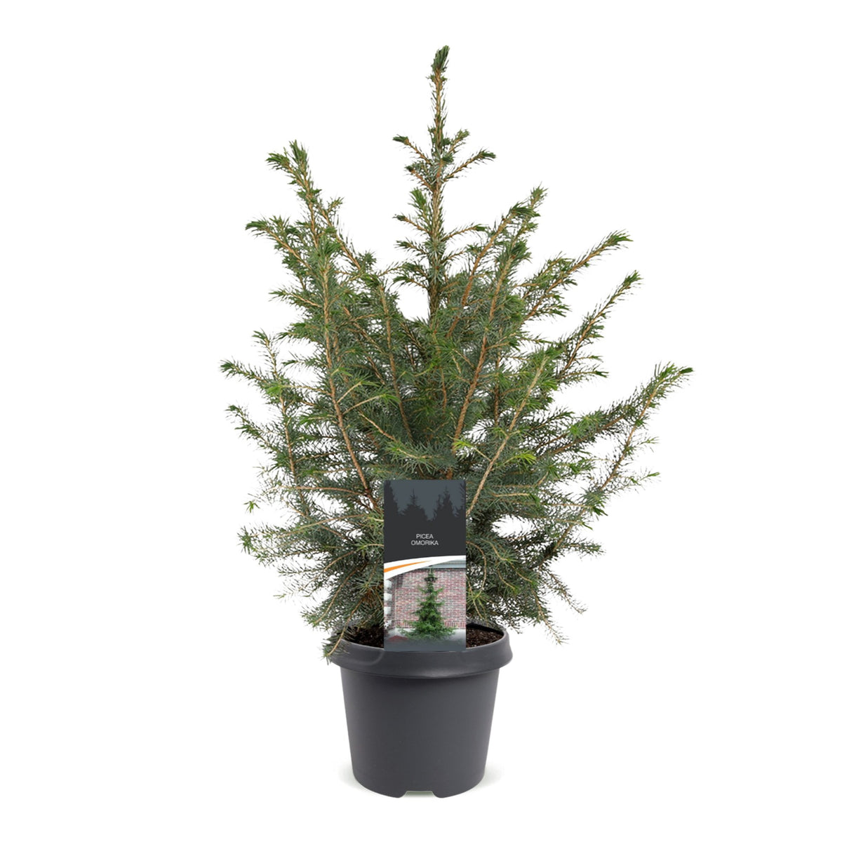 Picea omorika - Servische spar - Groen - Kerstboom - Ø23cm - ↕70cm