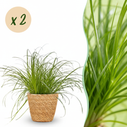 Cyperus alternifolius Zumula - Kattengras - Huisdiervriendelijke Plant - Groen - 2 Planten - met Mand - Pot 12cm - Hoogte 20cm
