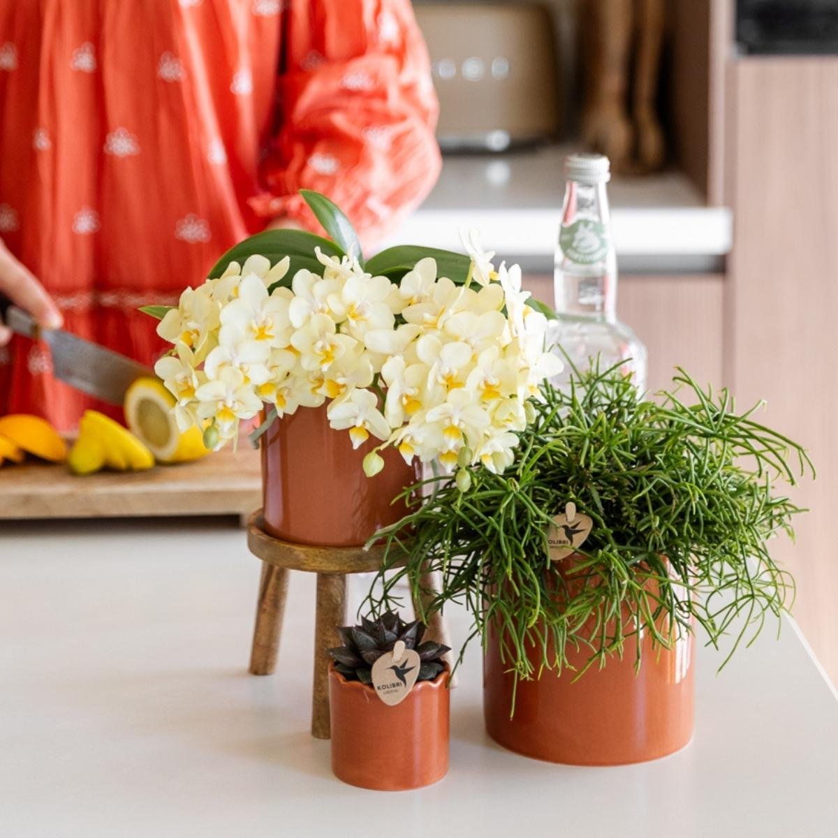 Kolibri Orchids | Gele Phalaenopsis orchidee - Botanic Geel- Ø9cm