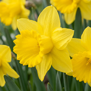 70 bulbes de narcisses jaunes - Narcisse jaune - Jaune - Floraison printanière - Calibre 10/12