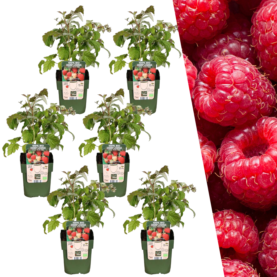 6 Bio-Himbeerpflanzen – Ø 13 cm – ↨ 20 cm