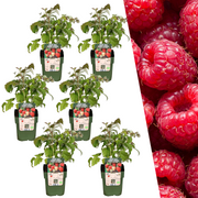 6 Bio-Himbeerpflanzen – Ø 13 cm – ↨ 20 cm
