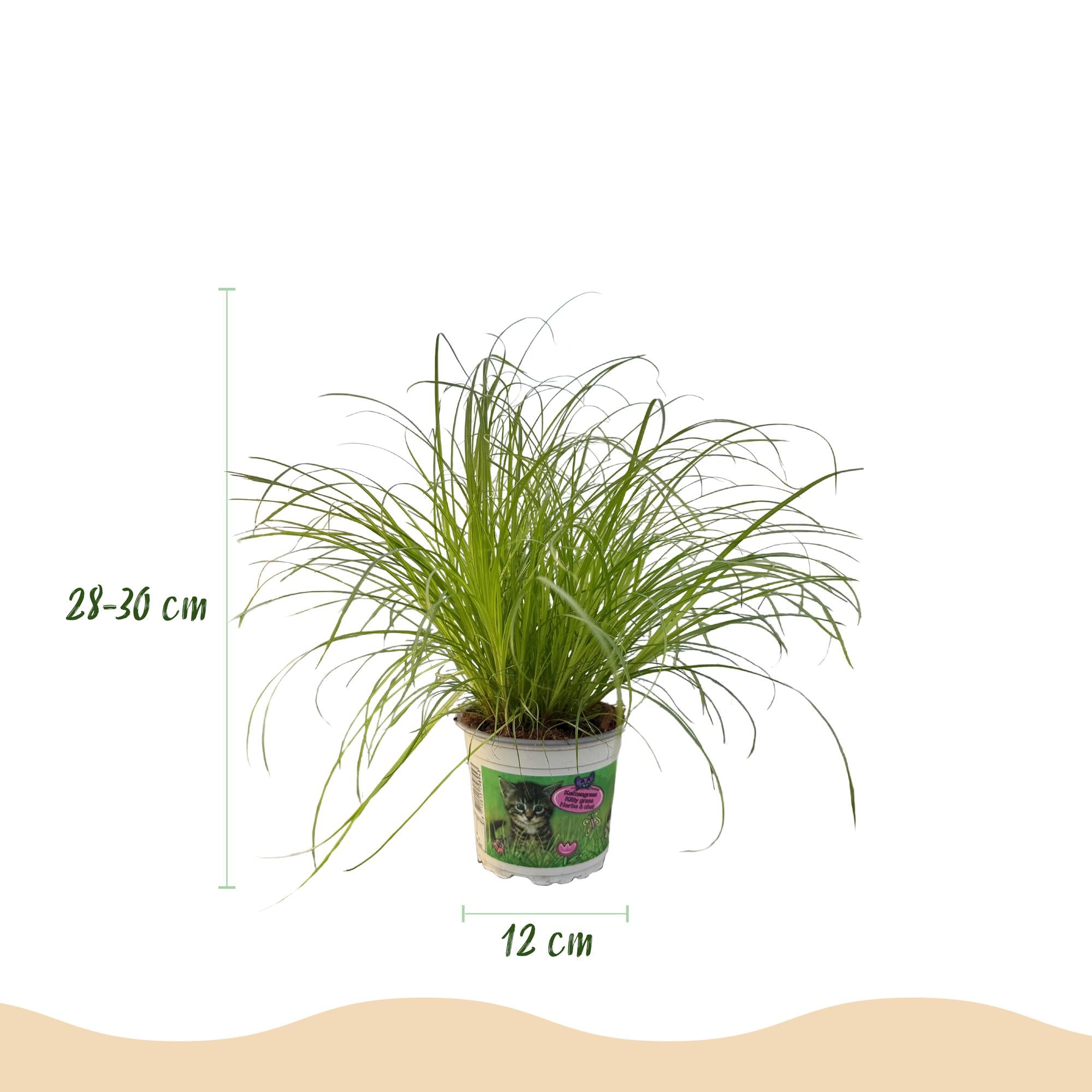 Cyperus alternifolius Zumula - Kattengras - Huisdiervriendelijk - Groen - 2 Planten - Pot 12cm - Hoogte 28-30cm