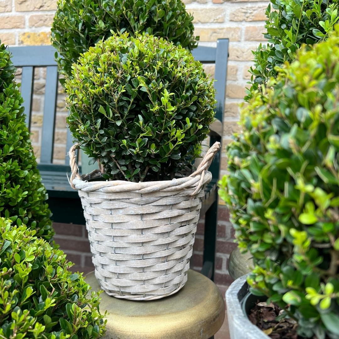 2 bulbos de Ilex crenata 'Jenny' en cesta de mimbre | Juego de 2 | 20 cm de diámetro