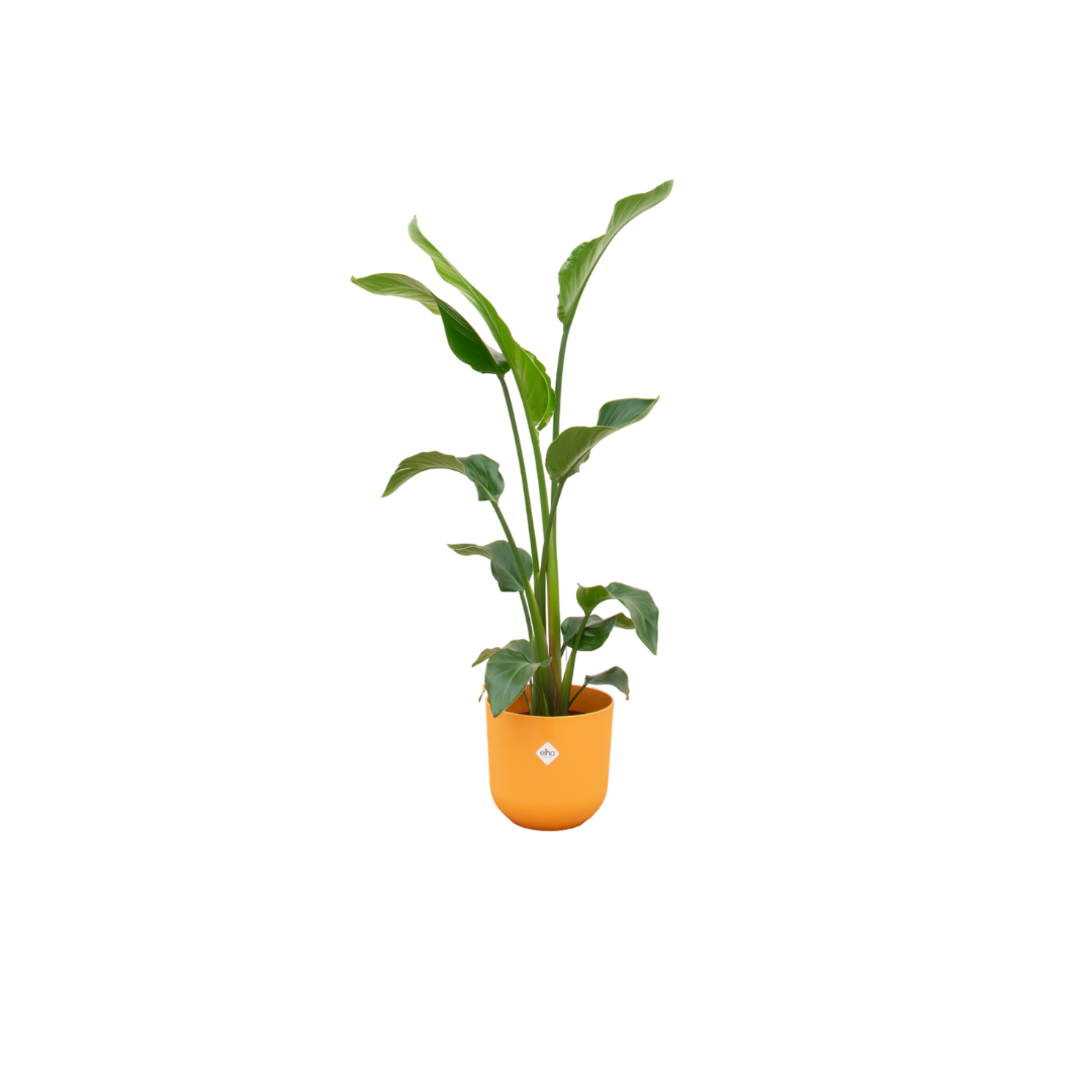 Kombi-Angebot – Strelitzia Nicolai inklusive elho Jazz Round gelb Ø23 – 100 cm