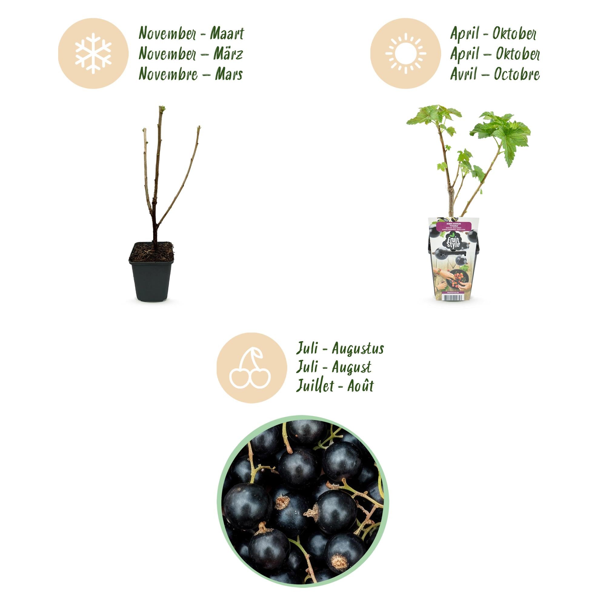 Zwarte Bes - Ribes nigrum Titania - Winterhard - 3 Planten - Pot 9 cm - Zwarte Bes