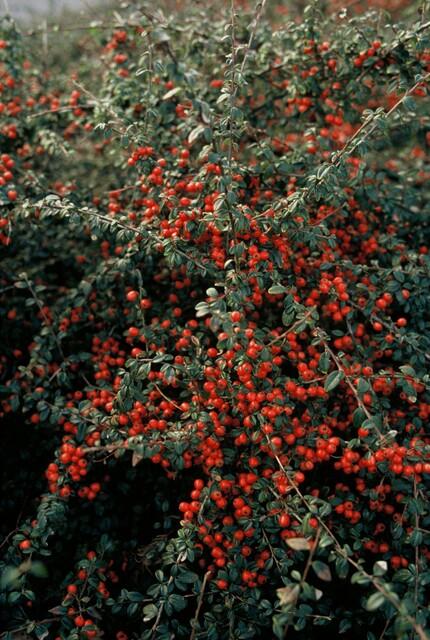 24x Cotoneaster suec. 'Coral Beauty' - ↕10-25cm - Ø9cm