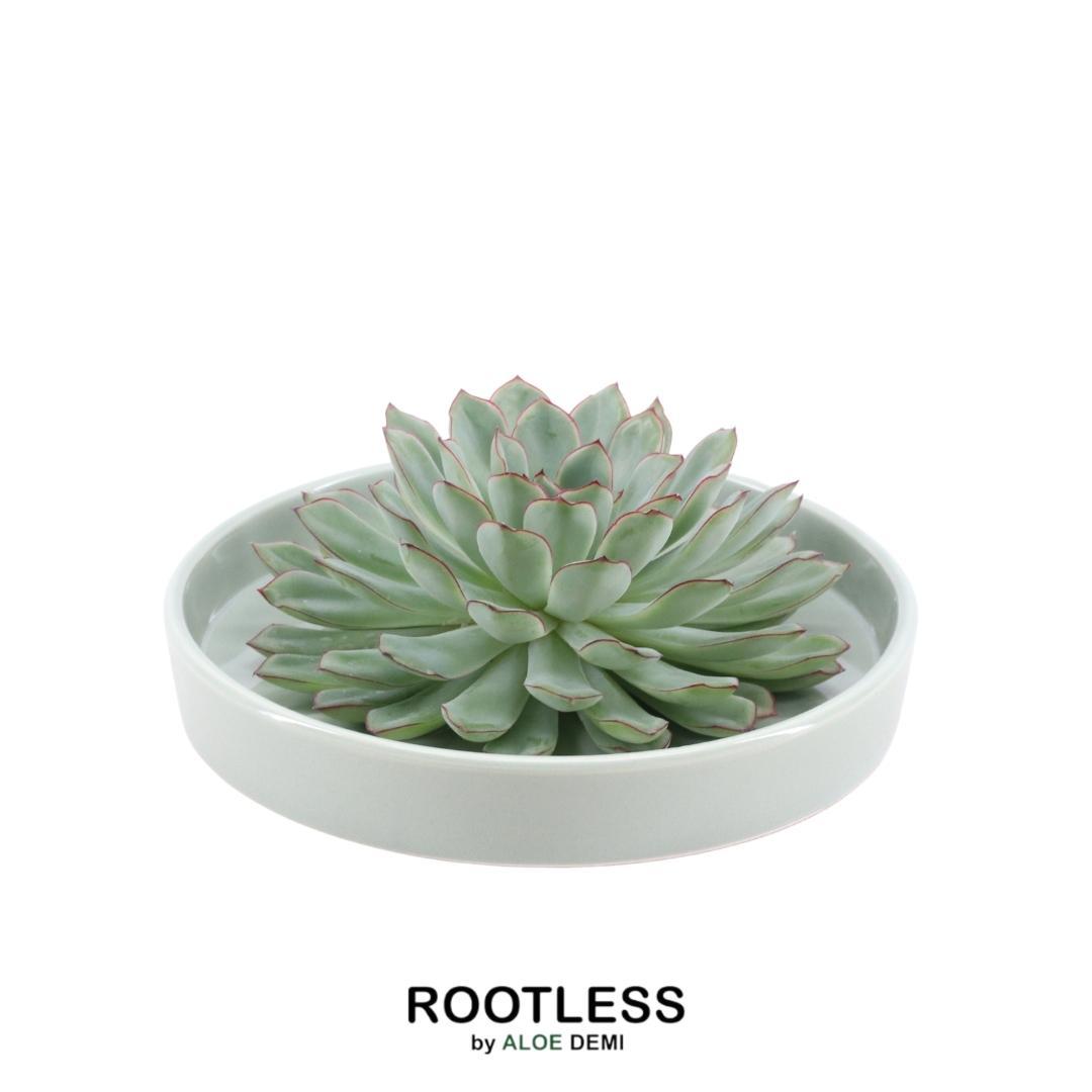 Wurzellose Sukkulente Echeveria Pulidonis in Schale 'grün' Ø20 cm - ↕5 cm