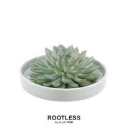 Wurzellose Sukkulente Echeveria Pulidonis in Schale 'grün' Ø20 cm - ↕5 cm