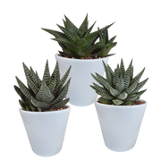 Gasteria/Haworthia mix 8,5cm - 3x - in witte pot