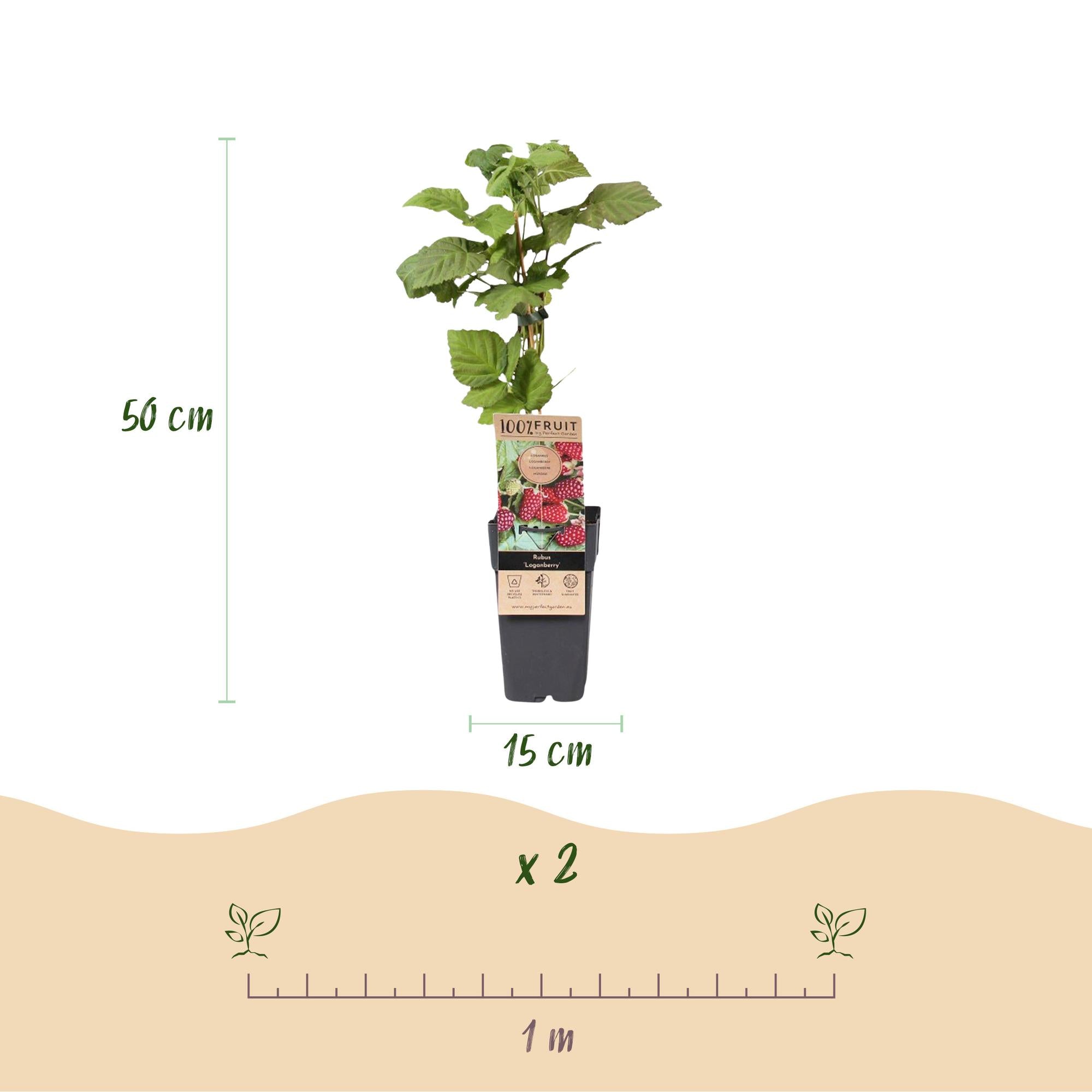 Rubus Thornless Loganberry - Braamboos - Winterhard - Rode Vrucht - 2 Planten - Pot 15cm - Hoogte 50cm