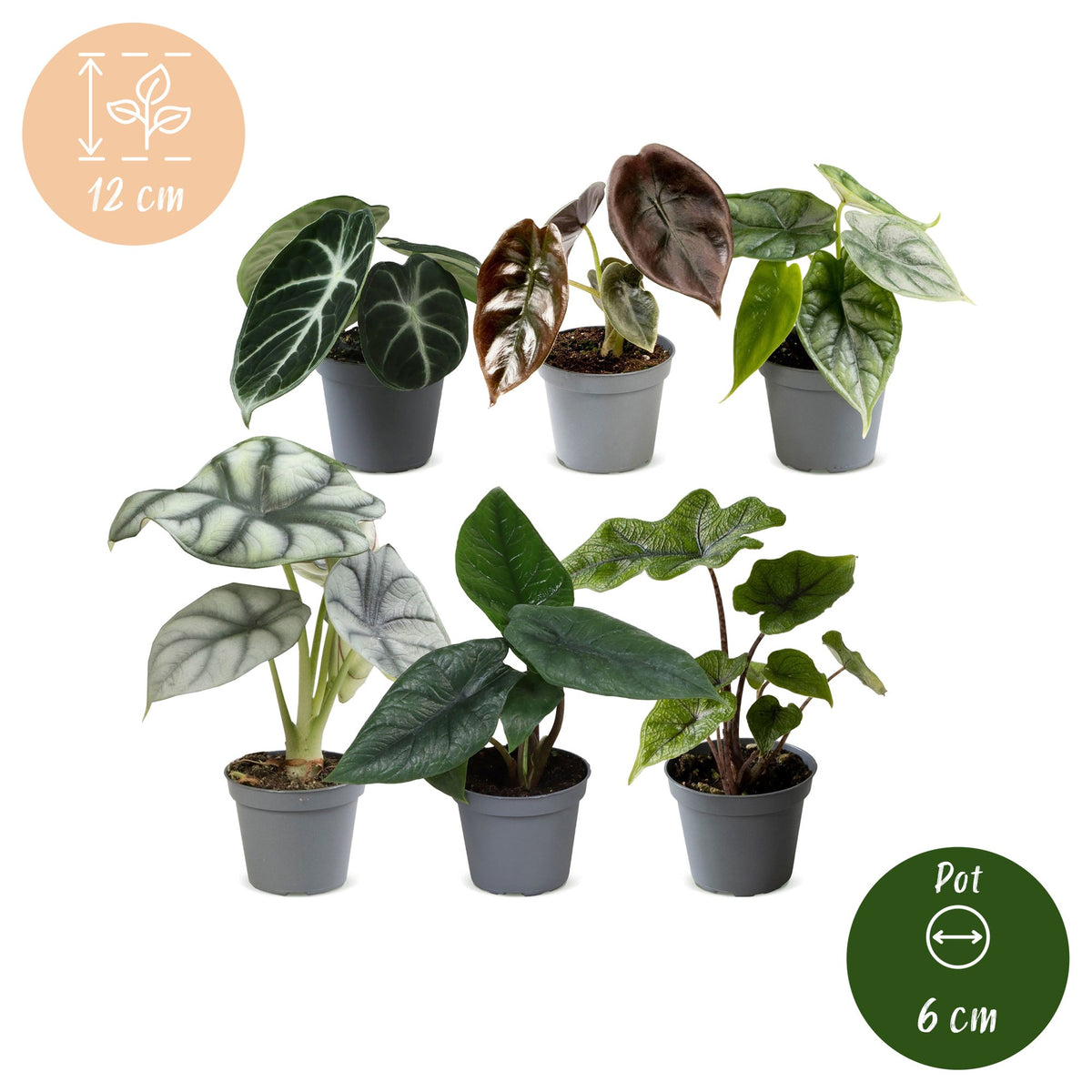 Baby Alocasia Familie 6x- Rood - Groen - Zwart - Zilver - Grijs - Tropisch - Ø6cm - ↕12cm