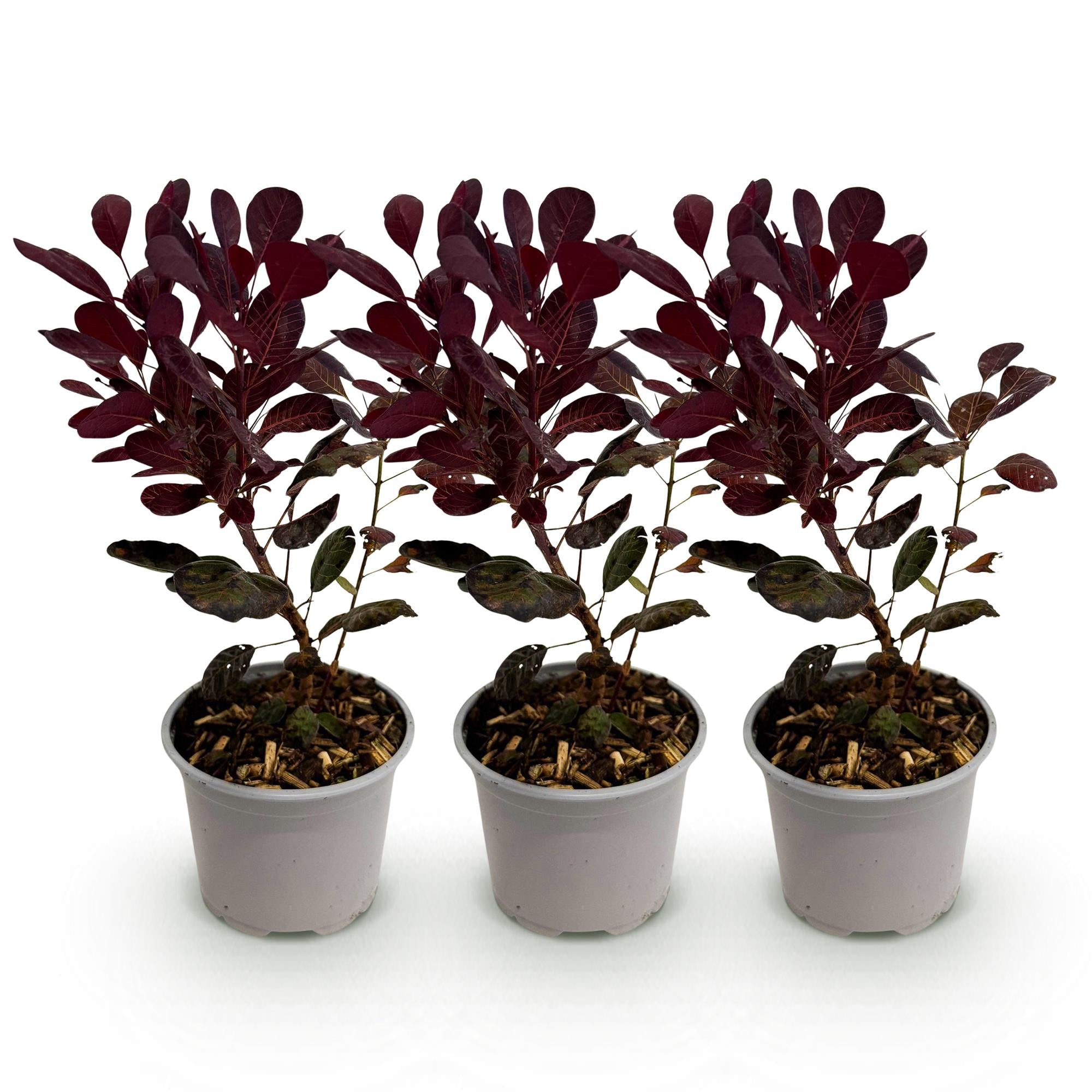 Cotinus coggyria Lilla - Paars 3 Planten - Bladverliezend - Weinig Onderhoud - Pot 12cm Hoogte 35cm