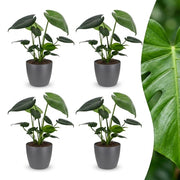 Monstera Deliciosa - Gatenplant - 4x - met Potter Grijs - Pot 12cm - Hoogte - 30cm