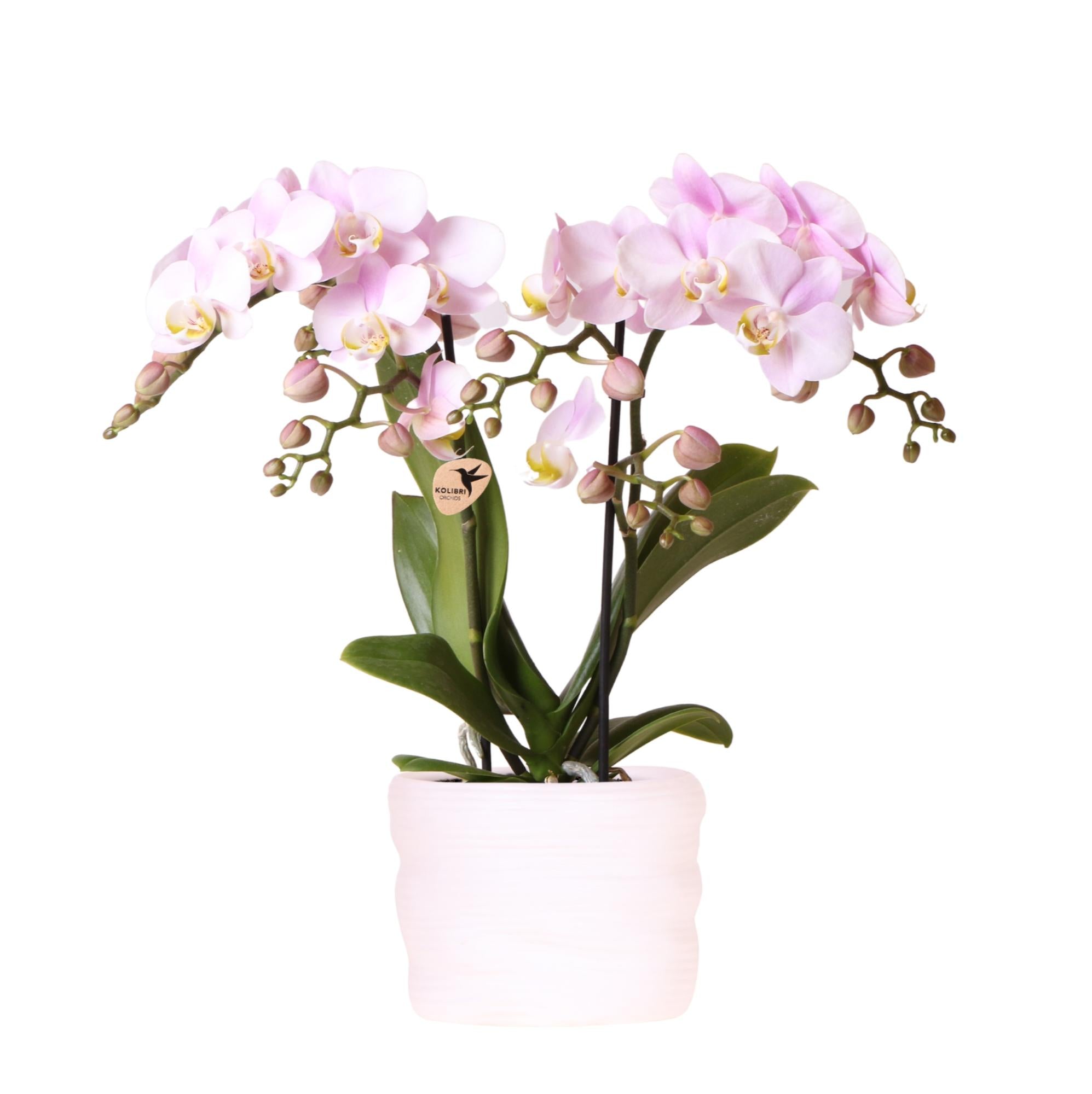Orchidées Kolibri | Orchidée rose du Portugal, 9 cm, pot de Côme avec réservoir d'eau