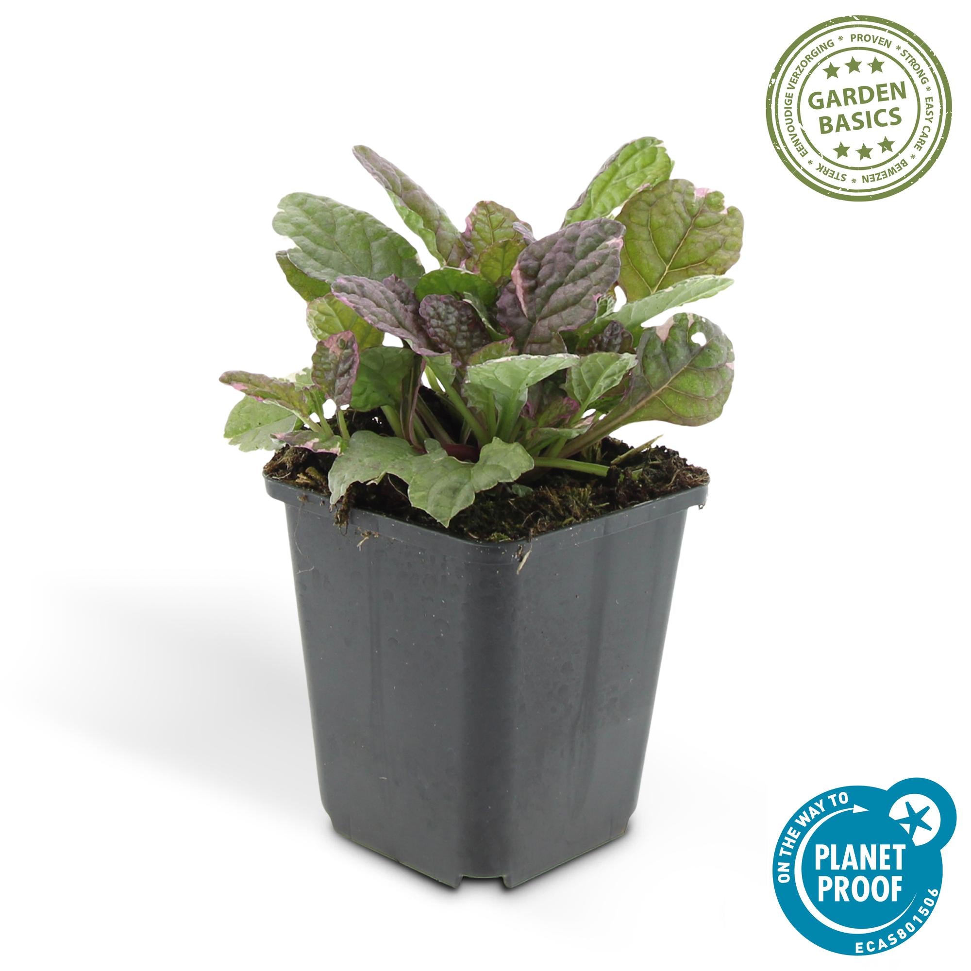 12 Ajuga reptans 'Burgundy Glow' - ↕10-25cm - Ø9cm