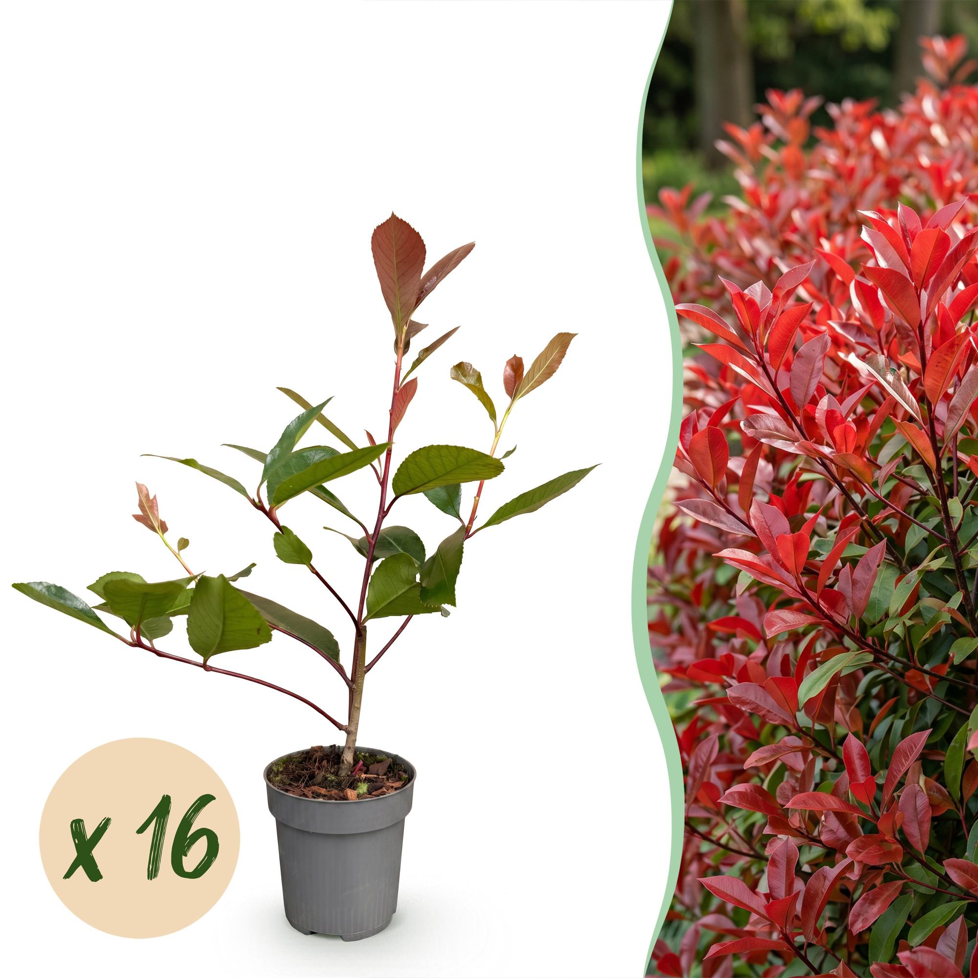 Photinia fraseri Red Robin - Glansmispel 16x - Haagplanten - Groenblijvend - Rood - Pot 9cm - Hoogte 25-35cm