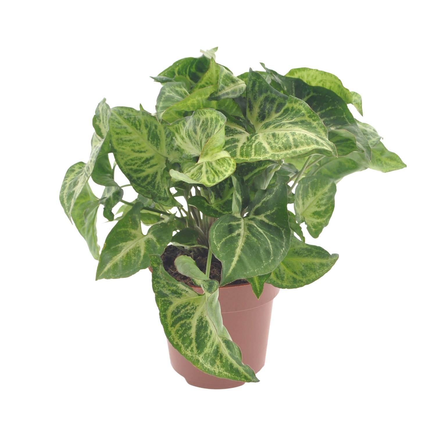 Flèche Syngonium - Ø12cm - ↕25cm