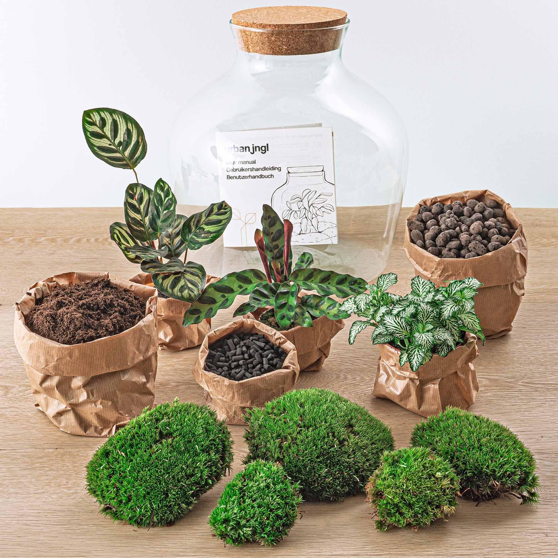 DIY terrarium -  Fat Joe - ↕ 30 cm - Rake + Shovel