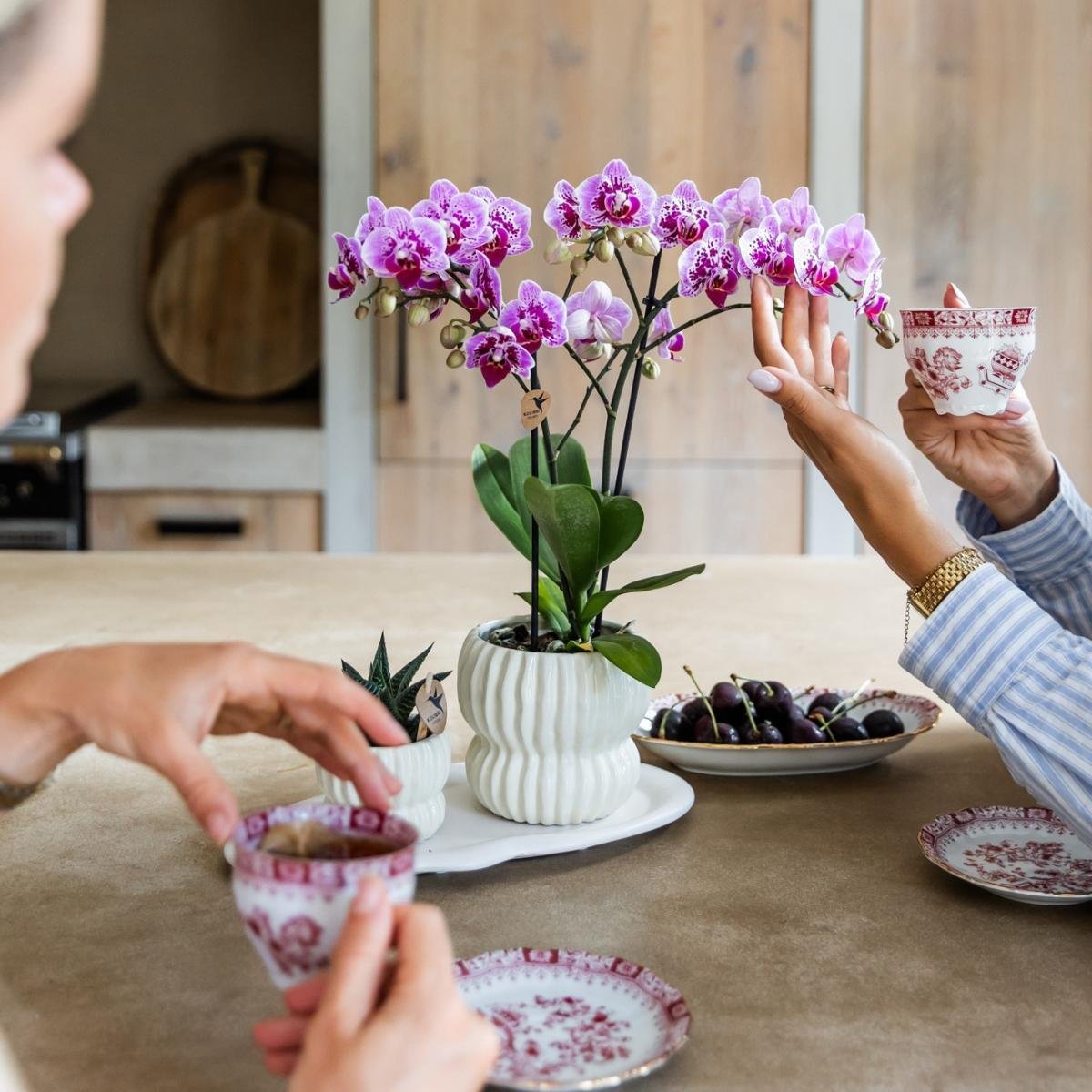Kolibri Orchids | Combi Deal - 4 Roze-Paarse Phalaenopsis Orchideeën Diamond El Salvador - Ø9 cm