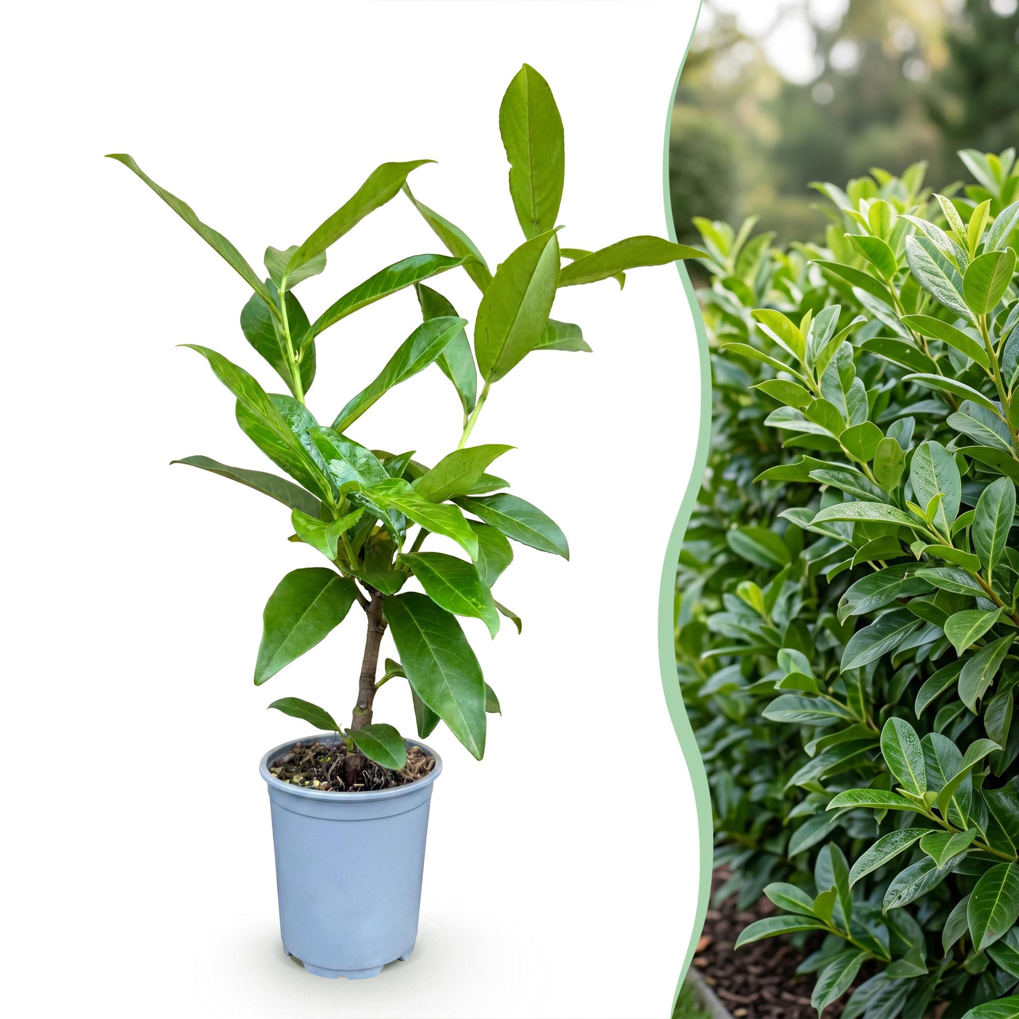 Prunus laur. Novita - 24x Laurierkers - Haagplanten - Groenblijvend - Groen - Pot 9cm - Hoogte 25-35cm