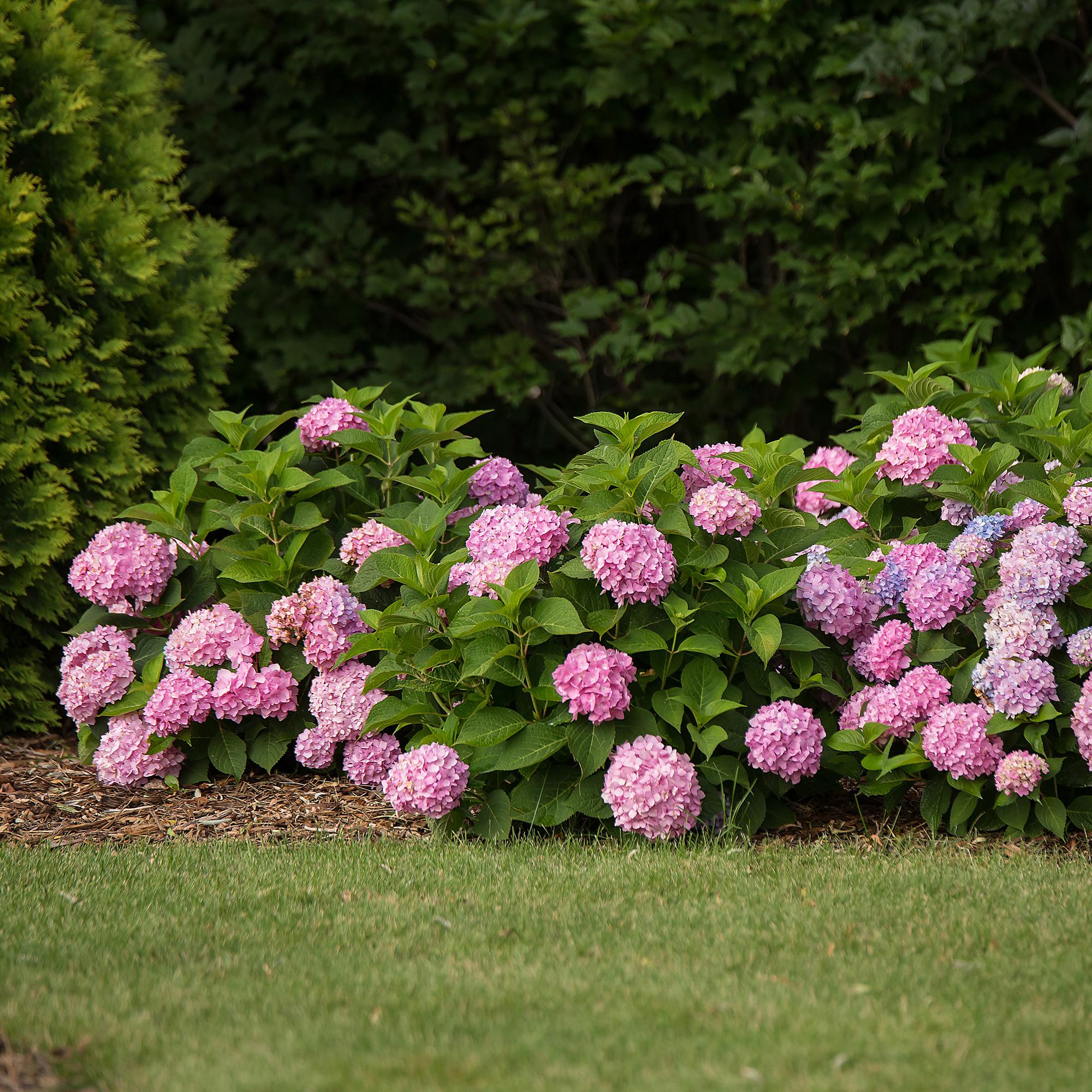 Hydrangea Endles Summer The Original Pink - Hortensia - Winterhard - Roze - 1 Plant - Pot 14cm - Hoogte 20-25cm