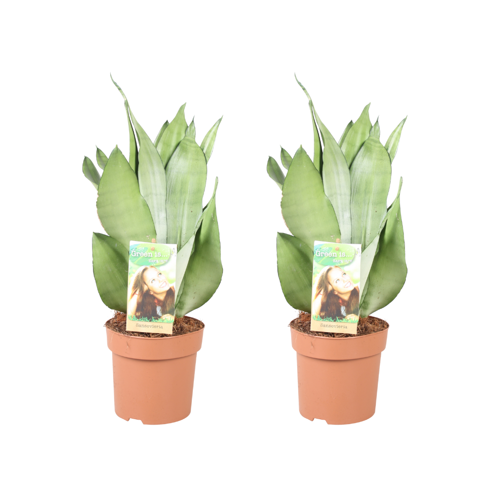 Sansevieria Moonshine - 2 Stück - Ø 14 cm - ↕ 40 cm