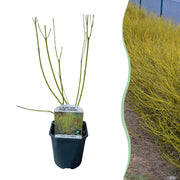 Green boutiQ – Sträucher – Hartriegel (Cornus alba Flaviramea) – Grüne Zweige – 1 Pflanze – Laubabwerfend – Pflegeleicht – Topf: 17 cm, Höhe: 45 cm