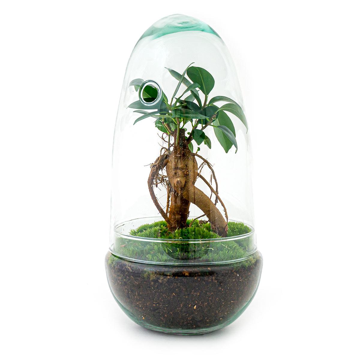 DIY-Terrarium – Eierbonsai – ↕ 25 cm
