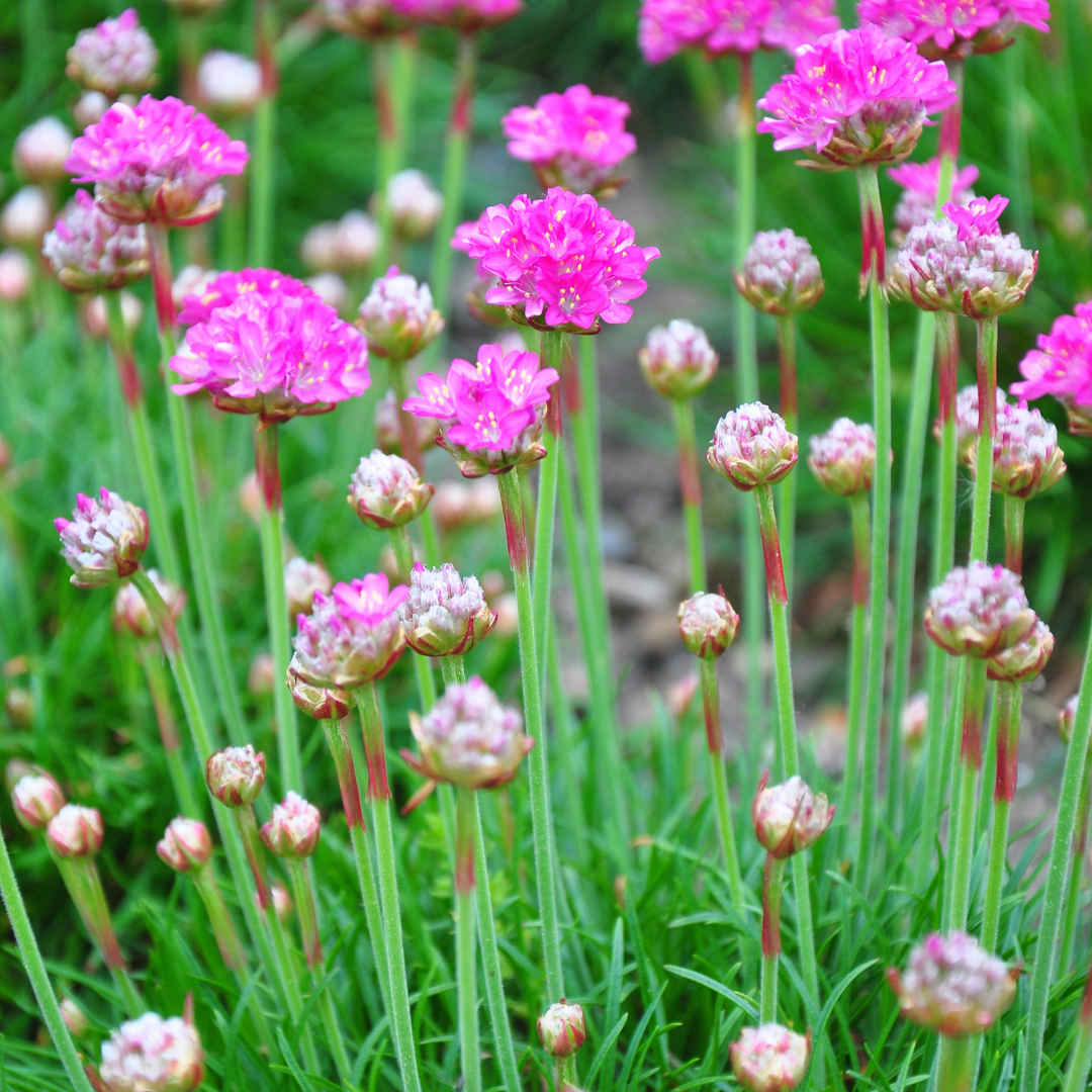 12x Armeria m. 'Splendens' - ↕10-25cm - Ø9cm