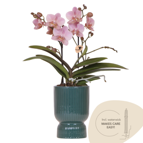 Kolibri Orchids | Oudroze Treviso orchidee + groene Diabolo sierpot | potmaat Ø9cm | bloeiende kamerplant – vers van de kweker | incl. watergeeflont
