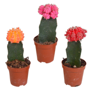 Euphorbia meloformis variegata - Gymnocalycium mix - 5,5 cm - 3x